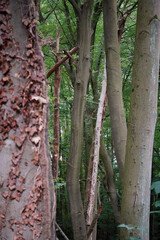 Green European beech tree (Fagus) forest and out of focus old and dry Ivy (Hedera helix) growing on a tree on the left, North Rhine-Westphalia, Germany