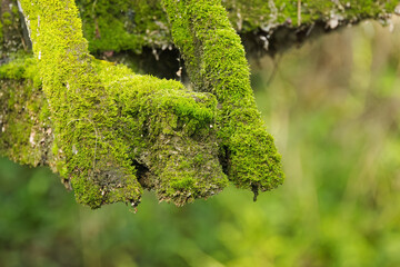 mossy timbers of a wooden bridge, totally mossy bridge, part of a bridge full of moss, green beams, beams full of bryophyta