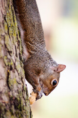 Friendly gray squirrel in a city park.