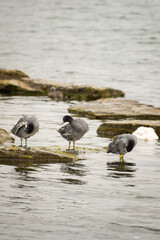 Three black Eurasian coot birds (Fulica atra) on a lake shore cleaning their beaks in the feathers while standing on stones, Phoenix See, Dortmund, Germany