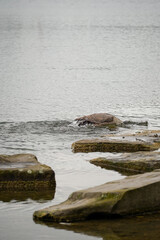 Fototapeta premium Canada goose (Branta canadensis) half way under the water hunting for food, Phoenix See, Dortmund, Germany