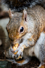 Friendly gray squirrel in a city park.