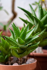 aloes ząb tygrysi © Agata