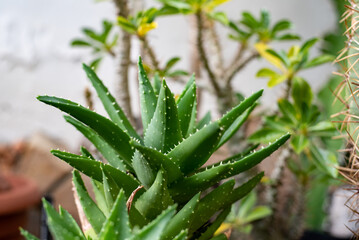 aloes ząb tygrysi © Agata