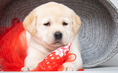 beige labrador retriever puppy lying down and looking