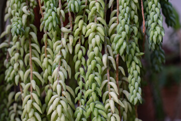 sukulent sedum buritto