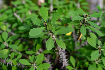 roślina liściasta z kolcami