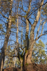 Old tree with green moss in the forest on a sunny day with blue sky