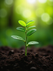 Fototapeta premium Young Green Plant Sprouting from Dark Soil with White Flower on Top, Illuminated by Sunlight – Fresh Seedling with Vibrant Leaves in Natural Environment, Symbolizing Growth, Renewal, and Vitality