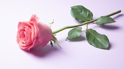 Fototapeta premium Delicate Pink Rose with Soft Petals and Green Leaves on a Light Purple Background for Elegant Floral Design and Romantic Themes