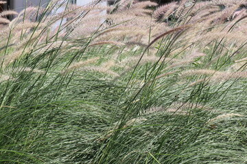 White flowers and green leaves