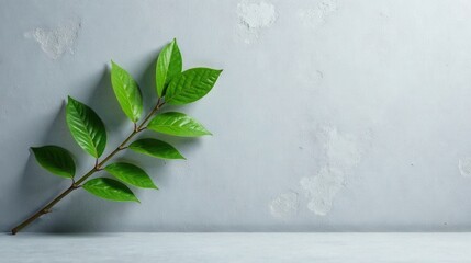 A single green branch with vibrant leaves rests against a textured grey backdrop, creating a serene and minimalist nature scene.