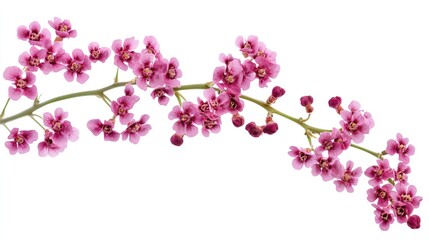 Fototapeta premium Delicate twig of coral limonium flowers isolated on a pure white or transparent background, showcasing the intricate beauty and natural elegance of these unique blooms.