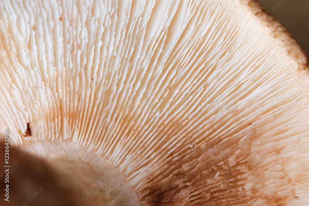 Fototapete close up view revealing the delicate gills of a shiitake mushroom, highlighting its unique texture a