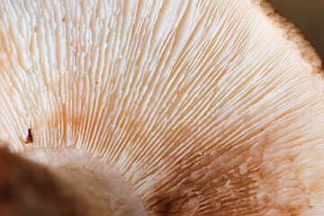 Close up view revealing the delicate gills of a Shiitake mushroom, highlighting its unique texture and pattern © Ladanifer