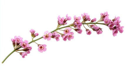 Delicate twig of coral limonium flowers isolated on a pure white or transparent background, showcasing the intricate beauty and natural elegance of these unique blooms.