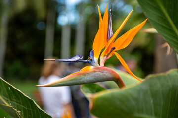 Abeja en Strelitzia reginae