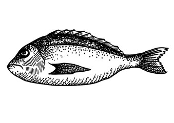 Dorado fish drawing isolated on white background for menu design.  Vintage engraved sketch. Seafood dot drawing collection