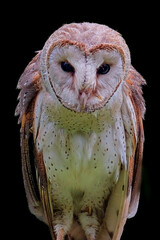Portrait of the Western barn owl on black background