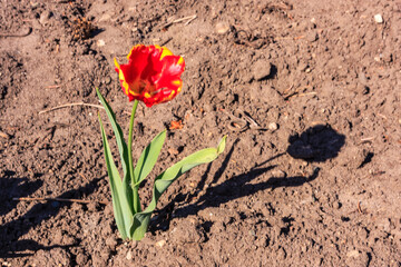 A red flower is growing in the dirt