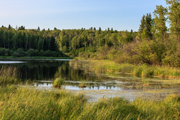 A serene lake surrounded by trees and grass