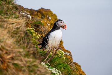 Puffin des mers sur une falaise islandaise