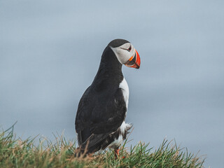 Puffin solitaire sur la falaise islandaise