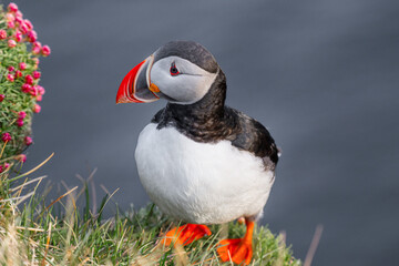 Macareux moine perché sur une falaise fleurie en Islande