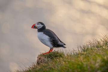 Obraz premium Macareux moine observant l'horizon en Islande