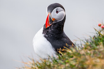 Macareux moine sur une falaise, profil élégant en Islande