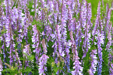 In the wild, thin-leaved peas (Vicia tenuifolia) blooms