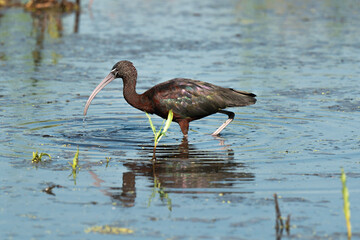Ibis falcinelle,.Plegadis falcinellus, Glossy Ibis