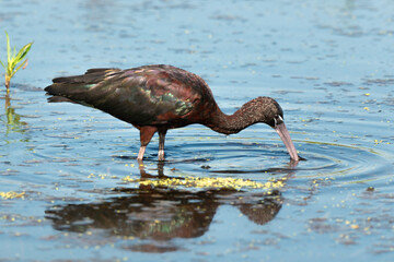 Ibis falcinelle,.Plegadis falcinellus, Glossy Ibis