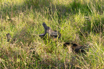 Lycaon, Lycaon pictus, Afrique du Sud