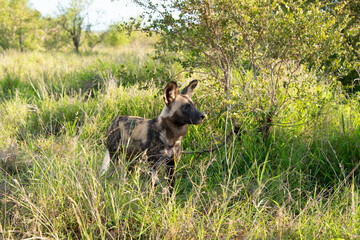Lycaon, Lycaon pictus, Afrique du Sud