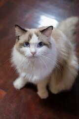 Fototapeta premium Cute Ragdoll cat standing on the wooden floor, looking into the camera