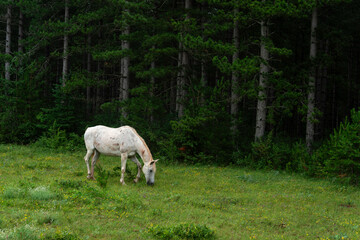 Fototapeta premium Cheval, les pincelles, Vézouillac , Verrières, causse Rouge, Occitanie, Aveyron, 12, France