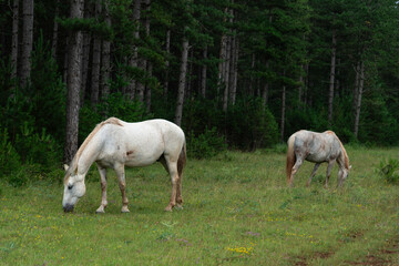 Obraz premium Cheval, les pincelles, Vézouillac , Verrières, causse Rouge, Occitanie, Aveyron, 12, France