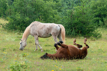 Cheval, les pincelles, Vézouillac , Verrières, causse Rouge, Occitanie, Aveyron, 12, France