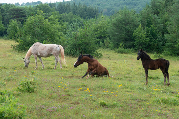 Fototapeta premium Cheval, les pincelles, Vézouillac , Verrières, causse Rouge, Occitanie, Aveyron, 12, France