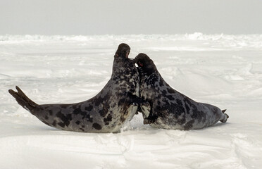 Phoque à capuchon, combat, males, Cystophora cristata, Banquise, Quebec, Canada © JAG IMAGES