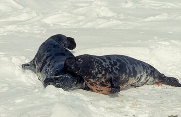 Obraz premium Phoque à capuchon, combat, males, Cystophora cristata, Banquise, Quebec, Canada