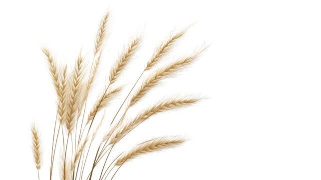 wheat ears isolated on white background
