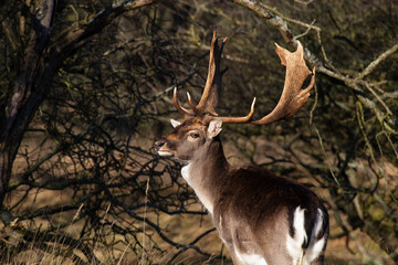 deer in the woods