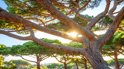 Sunlit Pine Tree Branches in a Summer Landscape Nature Photography Natural Environment Scenic Viewpoint Tranquil Concept