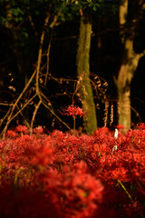 西陽の中の曼殊沙華