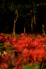 西陽の中の曼殊沙華