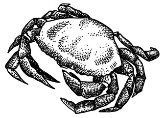 Crab isolated on white background for menu design.  Vintage engraved sketch. Seafood dot drawing collection