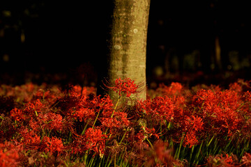 西陽の中の曼殊沙華