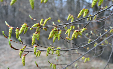 Flowers on a hornbeam branch